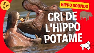 BRUIT DE LHIPPOPOTAME  HIPPOPOTAMUS SOUNDS [upl. by Anaitsirc]