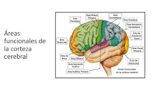 Áreas funcionales de la corteza cerebral y vías sensitivas y motoras [upl. by Congdon997]