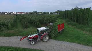 Hopfenernte 2019 Tettnang Meckenbeuren [upl. by Thilda]