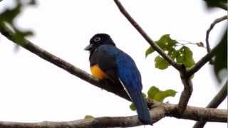 Greenbacked Trogon  Trogon viridis  Amazonian Whitetailed Trogon [upl. by Lozano]