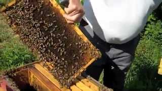 FBM Importance of Inspecting Beehives [upl. by Nagoh819]