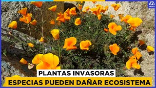 Plantas invasoras en Chile Especias exóticas pueden dañar el ecosistema [upl. by Stuart]