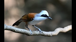 Whitecrested Laughingthrush 白冠噪鶥 [upl. by Kenelm]