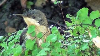 Eastern Spinebill cleaning itself in Maidenhair Fern [upl. by Gwyn523]