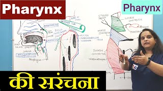 Pharynx Anatomy in Hindi  Nasopharynx Oropharynx amp Laryngopharynx  GI Tract  Digestive system [upl. by Ohl]