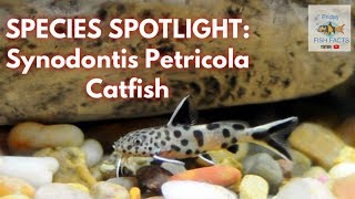 SYNODONTIS PETRICOLA Species Spotlight [upl. by Eidnew]