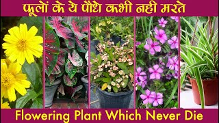 फूलों के ये पौधे कभी नहीं मरते  Flowering Plant Which Never Die  खूबसूरत अमर फूल [upl. by Xeno]