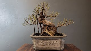 defoliating and pruning Ficus Bonsai Ficus microcarpa [upl. by Lashonda915]