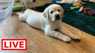 REPLAY Livestream Puppy Cam Charlie Brown amp 6 Adorable Labrador Puppies in their Play Room [upl. by Riki351]