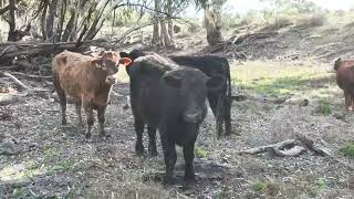 quotCalimo Parkquot Aggregation Deniliquin NSW [upl. by Gibby]