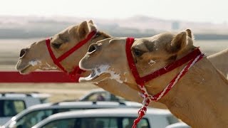 The One MILLION Dollar Camel Race  Wild Arabia  BBC Earth [upl. by Reyotal369]