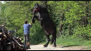 Armasarul lui Berinde Ioan Boda Negresti Oas Satu Mare  2019 [upl. by Jourdain]