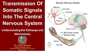 Transmission of somatic signals into the central nervous system [upl. by Zertnom]