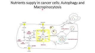 Pancreatic Cancer Autophagy and Macropinocytosis Code 413 [upl. by Clarisse]