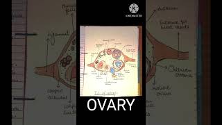 Ovary diagram biology bams youtubeshorts anatomy neet2025 science shorts eggformation [upl. by Naaman212]