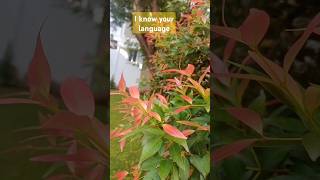 Syzygium myrtifolium redlip plant beautiful view viralvideo shortsfeed nature shorts yt [upl. by Adla]