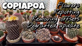 Copiapoa flowers repotting removing offsets degrafted cactus update stinky flower [upl. by Hyacintha574]