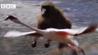 BABOON Vs FLAMINGOS  EARTHFLIGHT [upl. by Purpura]