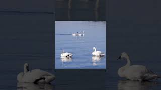 Swans on Yellowstone Lake yellowstone [upl. by Rabiah]