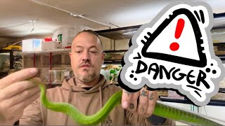 ⚠️⚠️⚠️Tubage d’un serpent venimeux trimeresurus [upl. by Giddings]