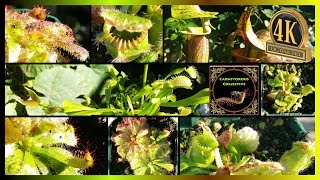 Different Types of Carnivorous Plants  Sarracenia Venus Fly Trap Cephalotus Sundew CC0 [upl. by Chabot58]