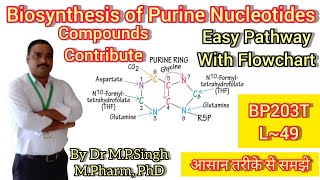 Biosynthesis of Purine Nucleotides  IMP AMP amp GMP  Biochemistry  BP203T  L49 [upl. by Eornom393]