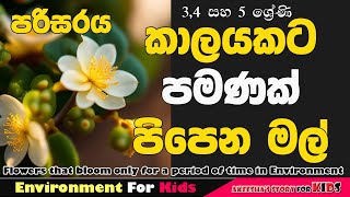 345 ශ්‍රේණි පරිසරයපරිසරය ශිෂ්‍යත්වයටකාලයකට පිපෙන මල්Akeesha StoryFlowers Blooming In period [upl. by Nehemiah]