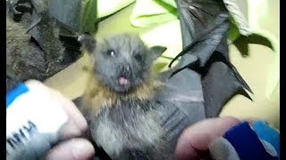 Rescuing a baby bat in the middle of the night this is Goosebumps [upl. by Arada]