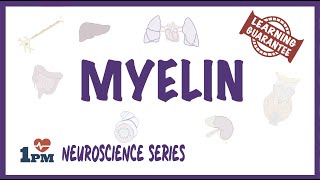 Myelin  Neuroscience series [upl. by Cassie518]