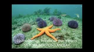 Sistema Nervioso en Invertebrados [upl. by Dralliw]