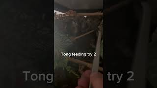 Crested gecko tong feeding progress [upl. by Imhsar278]