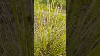 Beautiful Feather grass short grass nature shortvideo nature [upl. by Reames]