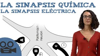 La sinapsis química y sinapsis eléctrica [upl. by Etnaled211]