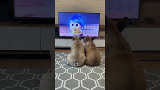 ¡Mira cómo reaccionaron estos perros viendo la parte más emotiva de Intensamente [upl. by Beryle772]