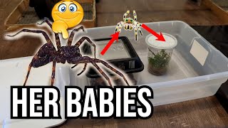 Fishing Spider Update 9  Transferring Noxias babies  Found a new spider [upl. by Linnie]