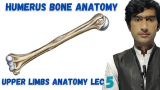 Humerus bone anatomy [upl. by Yulma248]