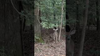 Last days of summer in Hochatown on the Mountain Fork River brokenbow deer oklahoma hochatown [upl. by Tierell]