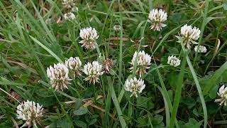 Discover the Wonders of White Clover A Fascinating Look at Natures Versatile Plant [upl. by Gardner]