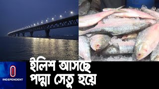 পদ্মা সেতুর কারণে কম সময়ে তাজা রূপালি ইলিশ মিলছে বাজারে  Padma Bridge  Hilsha Fish [upl. by Efi840]