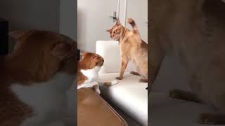 Cute cat fight😁😁 catlover cute cat funny meow [upl. by Rooke]