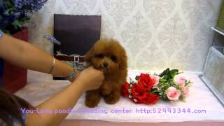 Teacup Toy Poodle 018  Teacup Poodle Toy Poodle Tiny Teacup Poodle Pocket Poodle [upl. by Ahsiuq344]