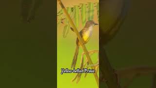 Yellowbellied Prinias Call subscribe birds wildlife cambodia nature shorts shortsfeed [upl. by Utham]