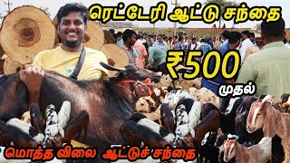 சென்னையில் 500 ரூபாய்க்கு விற்பனை ரெட்டேரி ஆட்டுச்சந்தை Redhills Goat Market VlovetoR [upl. by Nuaj]