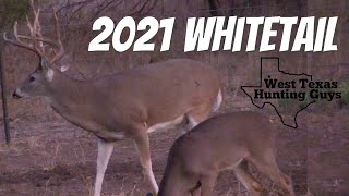 Texas Deer Hunting 2021  Big Buck and Hog [upl. by Eilema]