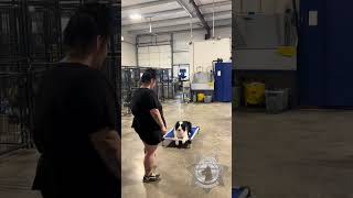 Proven K9 Training Eliot Learns Positional Commands [upl. by Sturrock]