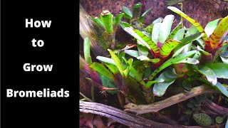 Bromeliad Video [upl. by Sutit]