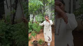 Why do I have a Moringa plant in my garden [upl. by Ennayhs]