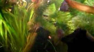 My 200 l Cold water fish tank  200 l Kaltwasseraquarium 37 [upl. by Ahseinat]