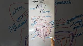 Digestive system digestivesystem humananatomy shorts shortvideo viralshort ytshorts [upl. by Eatnad450]