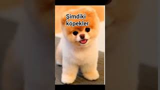 keşfetedüş keşfetbeniöneçıkar keşfet memes akım funny aboneol köpek köpekyavrusu [upl. by Assetan]